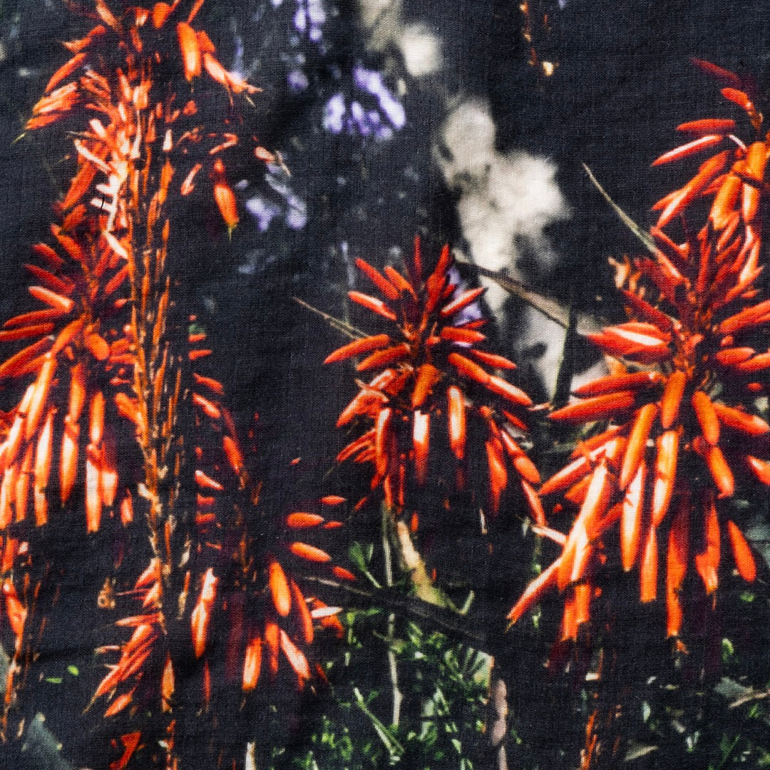ALOE TENUGUI